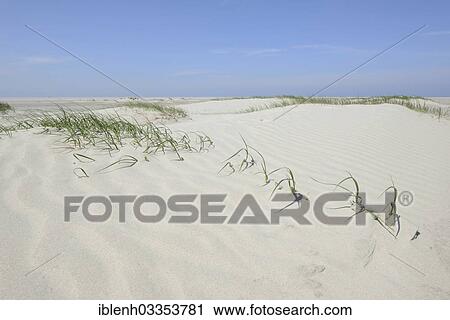 "Foredunes at a beach, Juist, East Frisian Islands, East Frisia, Lower Saxony, Germany, Europe" View Large Photo Image Stock Image - "Foredunes at a beach, Juist, East Frisian Islands, East Frisia, Lower Saxony, Germany, Europe". Fotosearch