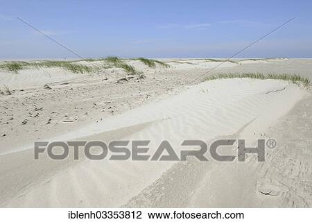 "Foredunes at a beach, Juist, East Frisian Islands, East Frisia, Lower Saxony, Germany, Europe" View Large Photo Image Stock Image - "Foredunes at a beach, Juist, East Frisian Islands, East Frisia, Lower Saxony, Germany, Europe". Fotosearch