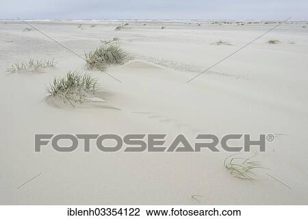 "Foredunes at a beach, Juist, East Frisian Islands, East Frisia, Lower Saxony, Germany, Europe" View Large Photo Image Stock Image - "Foredunes at a beach, Juist, East Frisian Islands, East Frisia, Lower Saxony, Germany, Europe". Fotosearch