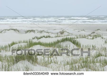 Stock Photo - "Foredunes at a beach, Juist, East Frisian Islands, East Frisia, Lower Saxony, Germany, Europe". Fotosearch