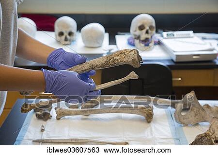 Stock Image - "Forensic scientist at Baylor University working to identify the remains of unidentified migrants, Waco, Texas, United States, North America". Fotosearch