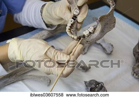 Stock Photo - "Forensic scientist at Baylor University working to identify the remains of unidentified migrants, Waco, Texas, United States, North America". Fotosearch