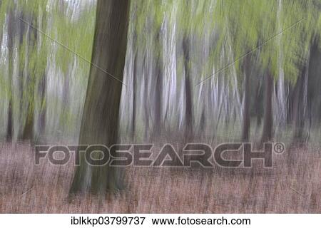 "Forest, abstract, Saxony, Germany, Europe" View Large Photo Image Stock Photo - "Forest, abstract, Saxony, Germany, Europe". Fotosearch