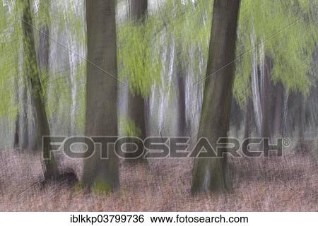 Stock Photograph - "Forest, abstract, Saxony, Germany, Europe". Fotosearch