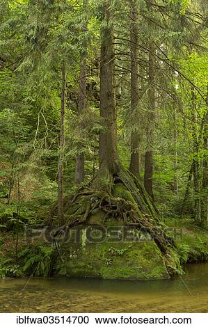 "Forest along the Kirnitzsch River, Bad Schandau, Saxon Switzerland region, Saxony, Germany, Europe" View Large Photo Image Stock Image - "Forest along the Kirnitzsch River, Bad Schandau, Saxon Switzerland region, Saxony, Germany, Europe". Fotosearch