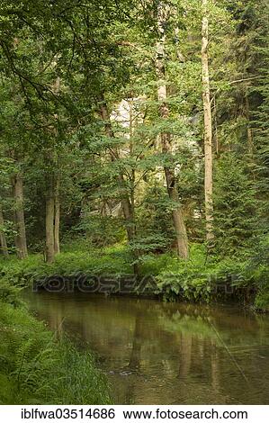"Forest along the Kirnitzsch River, Bad Schandau, Saxon Switzerland region, Saxony, Germany, Europe" View Large Photo Image Stock Photograph - "Forest along the Kirnitzsch River, Bad Schandau, Saxon Switzerland region, Saxony, Germany, Europe". Fotosearch