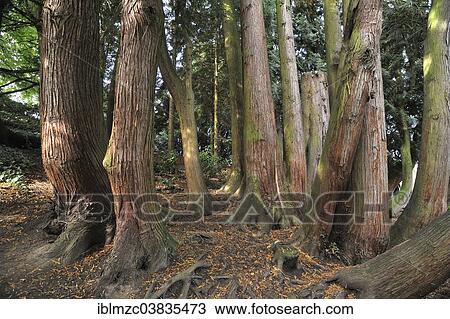 "Forest area with Dawn Redwood trees (Metasequoia glyptostroboides), Mainau, Baden-Wurttemberg, Germany, Europe" View Large Photo Image Stock Image - "Forest area with Dawn Redwood trees (Metasequoia glyptostroboides), Mainau, Baden-Wurttemberg, Germany, Europe". Fotosearch