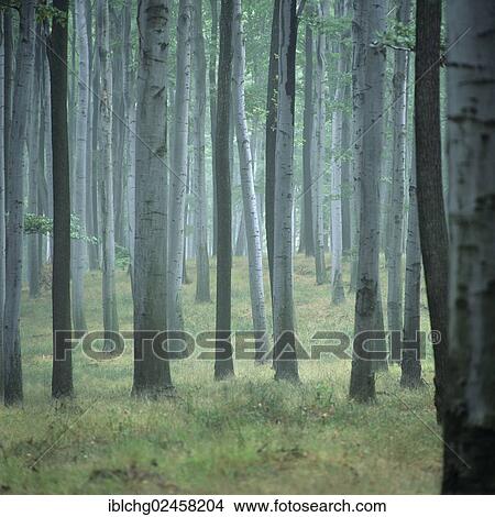 "Forest, European beech trees (Fagus sylvatica), Czech Republic, Europe" View Large Photo Image Picture - "Forest, European beech trees (Fagus sylvatica), Czech Republic, Europe". Fotosearch