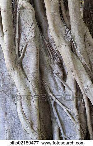 "Forest Fig (Ficus craterostoma), close-up of trunk, formed from aerial roots, Kirstenbosch National Botanical Garden, Cape Town, Western Cape, South Africa, Africa" View Large Photo Image Stock Photo - "Forest Fig (Ficus craterostoma), close-up of trunk, formed from aerial roots, Kirstenbosch National Botanical Garden, Cape Town, Western Cape, South Africa, Africa". Fotosearch