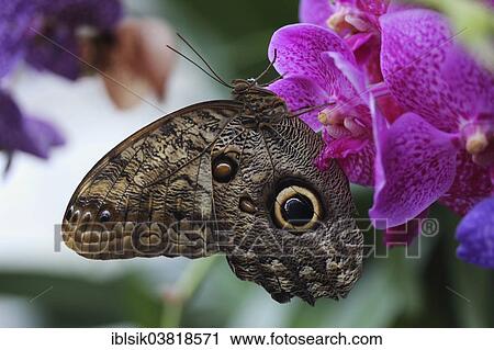 Stock Image - "Forest Giant Owl Butterfly (Caligo eurilochus), butterfly house, Mainau, Baden-Wurttemberg, Germany, Europe". Fotosearch