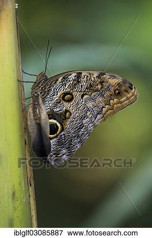 "Forest Giant Owl Butterfly (Caligo eurilochus), Mauazinho, Manaus, Amazonas State, Brazil, South America" View Large Photo Image Stock Photo - "Forest Giant Owl Butterfly (Caligo eurilochus), Mauazinho, Manaus, Amazonas State, Brazil, South America". Fotosearch