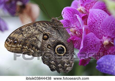 "Forest Giant Owl Butterfly (Caligo eurilochus) on an orchid, captive, Butterfly House, Mainau, Baden-Wurttemberg, Germany, Europe" View Large Photo Image Stock Photo - "Forest Giant Owl Butterfly (Caligo eurilochus) on an orchid, captive, Butterfly House, Mainau, Baden-Wurttemberg, Germany, Europe". Fotosearch