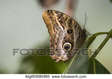 "Forest Giant Owl Butterfly (Caligo eurilochus), Mauazinho, Manaus, Amazonas State, Brazil, South America" View Large Photo Image Stock Photography - "Forest Giant Owl Butterfly (Caligo eurilochus), Mauazinho, Manaus, Amazonas State, Brazil, South America". Fotosearch
