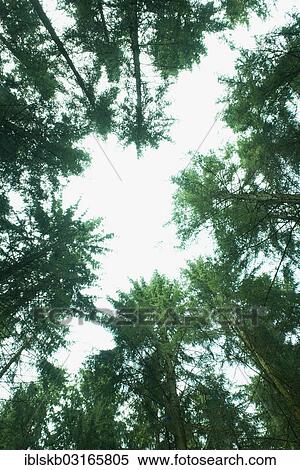 "Forest glade, spruce trees (Picea abies), low angle view, Starnberg, Gauting, Upper Bavaria, Bavaria, Germany, Europe" View Large Photo Image Stock Photography - "Forest glade, spruce trees (Picea abies), low angle view, Starnberg, Gauting, Upper Bavaria, Bavaria, Germany, Europe". Fotosearch
