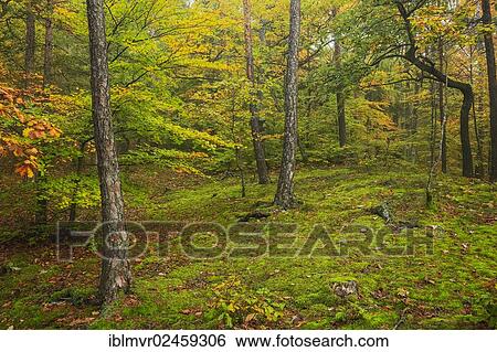 "Forest in autumn, Austria, Europe" View Large Photo Image Stock Photograph - "Forest in autumn, Austria, Europe". Fotosearch