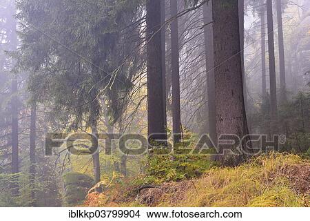 Picture - "Forest in autumn in Kirnischtal valley, Saxon Switzerland, Ottendorf, Saxony, Germany, Europe". Fotosearch