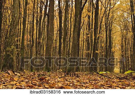 "Forest in autumn, Slavonia, Croatia, Europe" View Large Photo Image Stock Photograph - "Forest in autumn, Slavonia, Croatia, Europe". Fotosearch