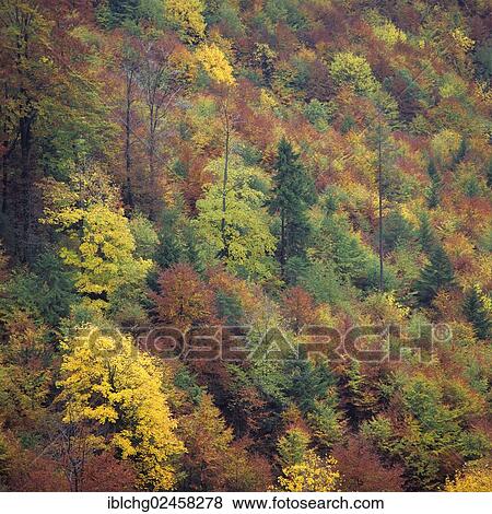 "Forest in autumn, Tatras, Central Bohemia Region, Czech Republic, Europe" View Large Photo Image Stock Photo - "Forest in autumn, Tatras, Central Bohemia Region, Czech Republic, Europe". Fotosearch
