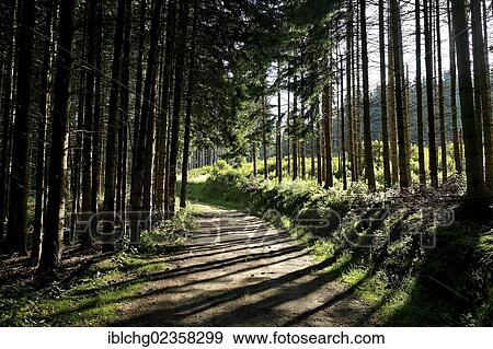 Stock Photo - "Forest in Parc Naturel Regional du Livradois Forez, Natural Regional Park of Livradois Forez, Puy de Dome, Auvergne, France, Europe". Fotosearch