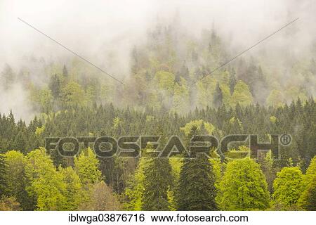 Stock Photograph - "Forest in rainy weather, Graswangtal Valley, Oberammergau Alps, Upper Bavaria, Bavaria, Germany, Europe". Fotosearch