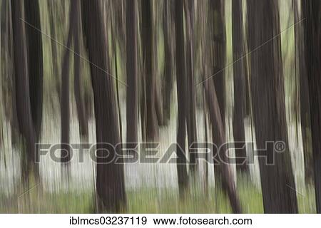 "Forest in spring with wood anemones (Anemone nemorosa), Saxon Switzerland National Park, Elbe Sandstone Mountains, Saxon Switzerland region, Saxony, Germany, Europe" View Large Photo Image Stock Photo - "Forest in spring with wood anemones (Anemone nemorosa), Saxon Switzerland National Park, Elbe Sandstone Mountains, Saxon Switzerland region, Saxony, Germany, Europe". Fotosearch