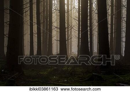 "Forest in the evening, Mindelheim, Unterallgau, Bavaria, Germany, Europe" View Large Photo Image Stock Image - "Forest in the evening, Mindelheim, Unterallgau, Bavaria, Germany, Europe". Fotosearch