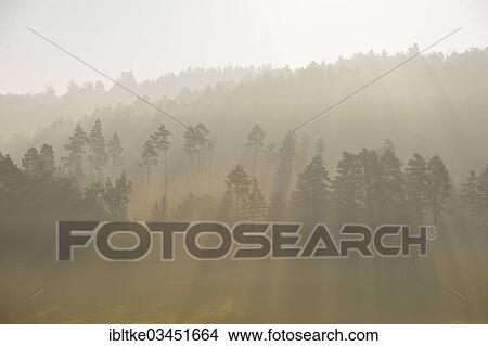 Picture - "Forest in the morning fog, Rottweil, Baden-Wurttemberg, Germany, Europe". Fotosearch