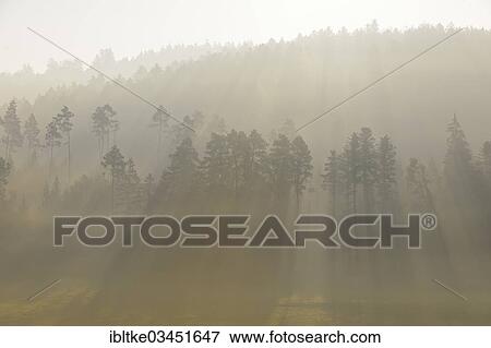 "Forest in the morning fog, Rottweil, Baden-Wurttemberg, Germany, Europe" View Large Photo Image Stock Photo - "Forest in the morning fog, Rottweil, Baden-Wurttemberg, Germany, Europe". Fotosearch