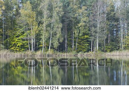 "Forest lake, Haren, Emsland, Lower Saxony, Germany, Europe" View Large Photo Image Picture - "Forest lake, Haren, Emsland, Lower Saxony, Germany, Europe". Fotosearch