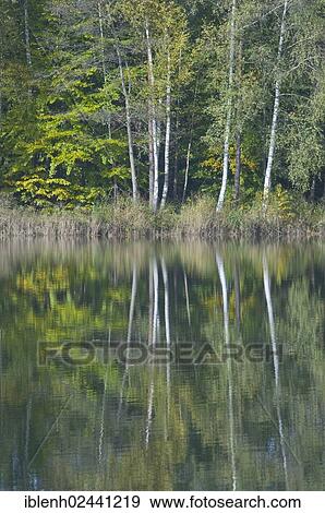 "Forest lake, Haren, Emsland, Lower Saxony, Germany, Europe" View Large Photo Image Stock Photo - "Forest lake, Haren, Emsland, Lower Saxony, Germany, Europe". Fotosearch