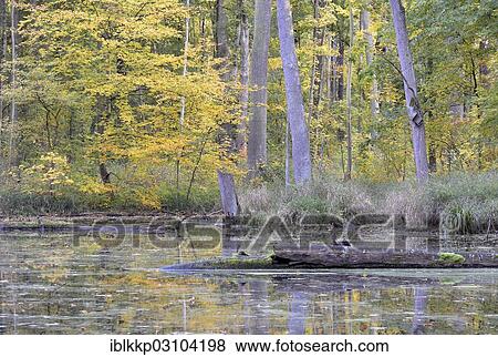 "Forest lake in autumn, Leipzig, Saxony, Germany, Europe" View Large Photo Image Stock Photo - "Forest lake in autumn, Leipzig, Saxony, Germany, Europe". Fotosearch
