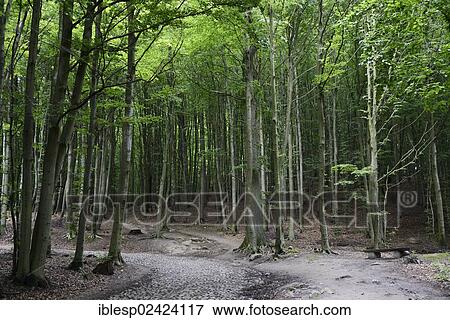 Forest near Jagdschloss Granitz hunting lodge, Ruegen Island, Mecklenburg-Western Pomerania, Germany, Europe View Large Photo Image Stock Photo - Forest near Jagdschloss Granitz hunting lodge, Ruegen Island, Mecklenburg-Western Pomerania, Germany, Europe. Fotosearch