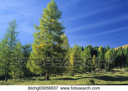"Forest of European larch trees (Larix decidua), near Cortina d'Ampezzo, Dolomites, Veneto, Italy, Europe" View Large Photo Image Stock Photo - "Forest of European larch trees (Larix decidua), near Cortina d'Ampezzo, Dolomites, Veneto, Italy, Europe". Fotosearch