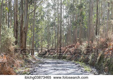 "Forest of Tasmanian Blue Gum, Southern Blue Gum or Blue Gum (Eucalyptus globulus), Galicia, Spain, Europe" View Large Photo Image Stock Photography - "Forest of Tasmanian Blue Gum, Southern Blue Gum or Blue Gum (Eucalyptus globulus), Galicia, Spain, Europe". Fotosearch