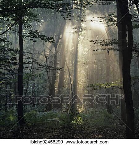 "Forest of Troncais or Foret de Troncais, oak forest, Allier, Auvergne, France, Europe" View Large Photo Image Stock Image - "Forest of Troncais or Foret de Troncais, oak forest, Allier, Auvergne, France, Europe". Fotosearch