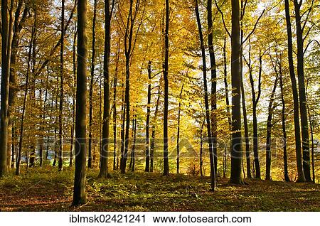 Forest on Dinkelberg mountain in autumn, near Adelhausen, Rheinfelden - Baden, Baden-Wuerttemberg, Germany, Europe View Large Photo Image Stock Image - Forest on Dinkelberg mountain in autumn, near Adelhausen, Rheinfelden - Baden, Baden-Wuerttemberg, Germany, Europe. Fotosearch