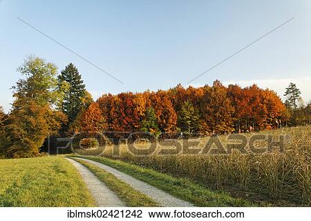 Forest on Dinkelberg mountain in autumn, near the town of Nordschwaben, Rheinfelden - Baden, Baden-Wuerttemberg, Germany, Europe View Large Photo Image Stock Image - Forest on Dinkelberg mountain in autumn, near the town of Nordschwaben, Rheinfelden - Baden, Baden-Wuerttemberg, Germany, Europe. Fotosearch