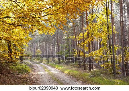 "Forest path in autumn, Dahlen Heath, Saxony, Germany, Europe" View Large Photo Image Stock Image - "Forest path in autumn, Dahlen Heath, Saxony, Germany, Europe". Fotosearch