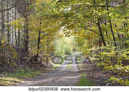 "Forest path in autumn, Dahlen Heath, Saxony, Germany, Europe" View Large Photo Image Stock Photo - "Forest path in autumn, Dahlen Heath, Saxony, Germany, Europe". Fotosearch