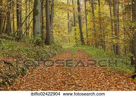 Forest path in autumn, Limburg an der Lahn, Hesse, Germany, Europe View Large Photo Image Picture - Forest path in autumn, Limburg an der Lahn, Hesse, Germany, Europe. Fotosearch