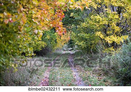 "Forest path in autumn, near Wustermark, Brandenburg, Germany, Europe" View Large Photo Image Stock Image - "Forest path in autumn, near Wustermark, Brandenburg, Germany, Europe". Fotosearch