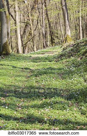 Stock Photography - "Forest path, Offheim, Limburg an der Lahn, Hesse, Germany, Europe". Fotosearch