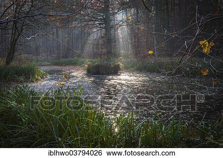 Stock Photograph - "Forest pond, collapse sinkhole, Ettersberg, Weimar, Thuringia, Germany, Europe". Fotosearch