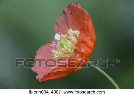 "Forest Poppy (Meconopsis cambrica), Haren, Emsland, Lower Saxony, Germany, Europe" View Large Photo Image Stock Photo - "Forest Poppy (Meconopsis cambrica), Haren, Emsland, Lower Saxony, Germany, Europe". Fotosearch