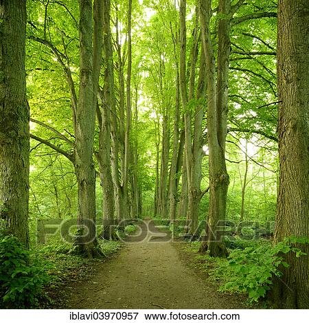 "Forest road lined with old high linden trees, at Zarrentin, Mecklenburg-Western Pomerania, Germany, Europe" View Large Photo Image Stock Photo - "Forest road lined with old high linden trees, at Zarrentin, Mecklenburg-Western Pomerania, Germany, Europe". Fotosearch