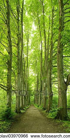 "Forest road lined with old high linden trees, at Zarrentin, Mecklenburg-Western Pomerania, Germany, Europe" View Large Photo Image Stock Photograph - "Forest road lined with old high linden trees, at Zarrentin, Mecklenburg-Western Pomerania, Germany, Europe". Fotosearch