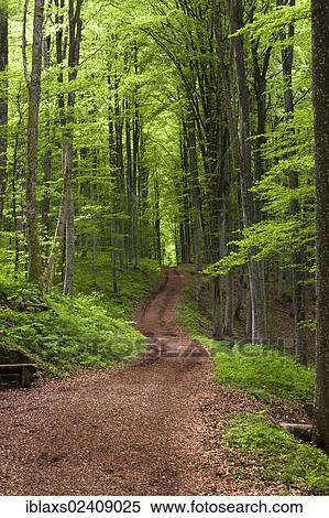 "Forest trail in spring, Danube Valley, Sigmaringen district, Baden-Wuerttemberg, Germany, Europe" View Large Photo Image Stock Photography - "Forest trail in spring, Danube Valley, Sigmaringen district, Baden-Wuerttemberg, Germany, Europe". Fotosearch