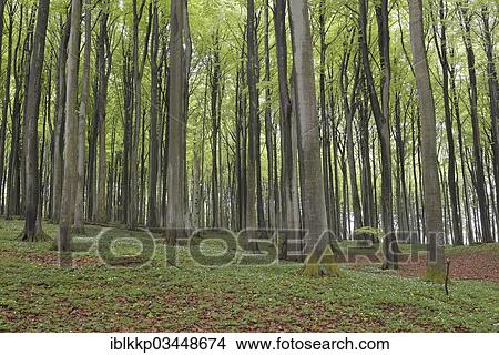"Forest with Beeches (Fagus sylvatica) and Wood Anemone (Anemone nemorosa), Binz, Mecklenburg-Western Pomerania, Germany, Europe" View Large Photo Image Picture - "Forest with Beeches (Fagus sylvatica) and Wood Anemone (Anemone nemorosa), Binz, Mecklenburg-Western Pomerania, Germany, Europe". Fotosearch