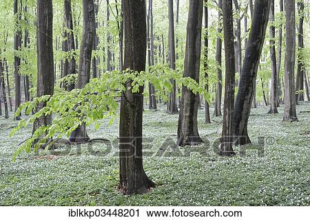 Stock Image - "Forest with Beeches (Fagus sylvatica) and Wood Anemone (Anemone nemorosa), Binz, Mecklenburg-Western Pomerania, Germany, Europe". Fotosearch
