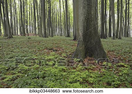 "Forest with Beeches (Fagus sylvatica) and Wood Anemone (Anemone nemorosa), Binz, Mecklenburg-Western Pomerania, Germany, Europe" View Large Photo Image Stock Image - "Forest with Beeches (Fagus sylvatica) and Wood Anemone (Anemone nemorosa), Binz, Mecklenburg-Western Pomerania, Germany, Europe". Fotosearch